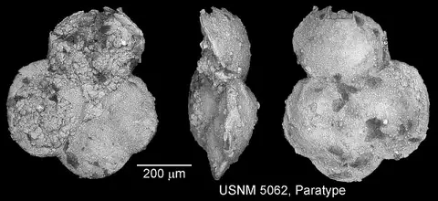 Dokumentasi USNM PR5062 dengan identifikasi pada sumber Globorotalia pseudomenardii. Isi dan label gambar dipertahankan.