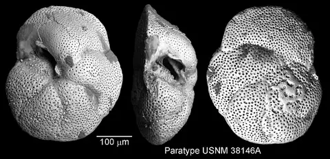 Dokumentasi USNM CC38164 dengan identifikasi pada sumber Globorotalia barisanensis. Isi dan label gambar dipertahankan.