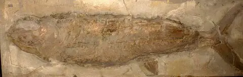 Dokumentasi USNM PAL324107 dengan identifikasi pada sumber Hypsocormus insignis. Isi dan label gambar dipertahankan.