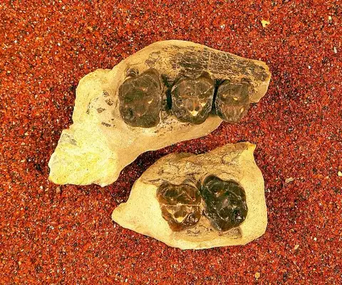 Dokumentasi USNM V20564 dengan identifikasi pada sumber Phenacodus bisonensis. Isi dan label gambar dipertahankan.