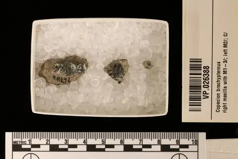 Dokumentasi YPM VP 026388 dengan identifikasi pada sumber Copecion brachypternus. Isi dan label gambar dipertahankan.