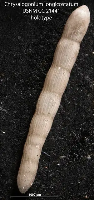 Dokumentasi USNM CC21441 dengan identifikasi pada sumber Chrysalogonium longicostatum. Isi dan label gambar dipertahankan.