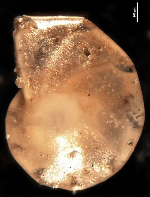 Dokumentasi USNM CC40378 dengan identifikasi pada sumber Robulus alabamensis. Isi dan label gambar dipertahankan.