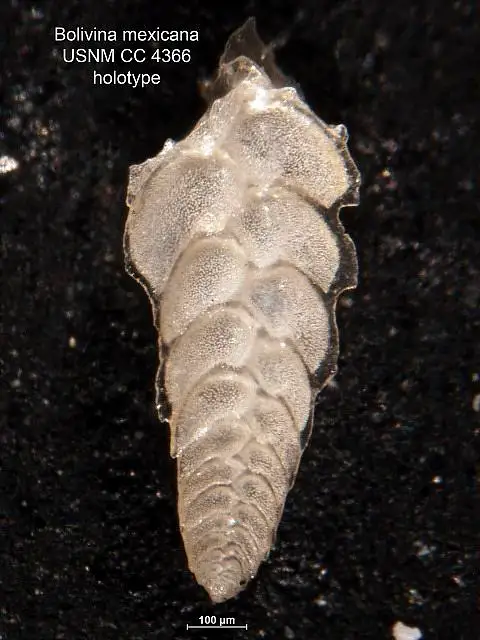 Dokumentasi USNM CC4366 dengan identifikasi pada sumber Bolivina mexicana. Isi dan label gambar dipertahankan.