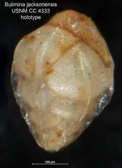 Dokumentasi USNM CC4333 dengan identifikasi pada sumber Bulimina jacksonensis. Isi dan label gambar dipertahankan.