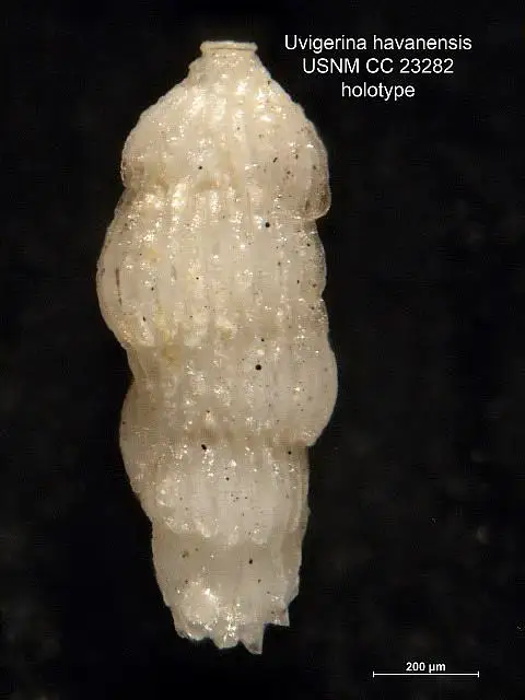 Dokumentasi USNM CC23282 dengan identifikasi pada sumber Uvigerina havanensis. Isi dan label gambar dipertahankan.