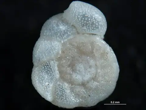 Dokumentasi USNM MO642403 dengan identifikasi pada sumber Cibicides lobatulus. Isi dan label gambar dipertahankan.