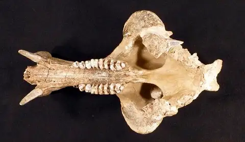 Dokumentasi USNM V8148 dengan identifikasi pada sumber Platygonus intermedius. Isi dan label gambar dipertahankan.