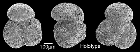 Dokumentasi USNM CC12210 dengan identifikasi pada sumber Globigerina yeguaensis. Isi dan label gambar dipertahankan.