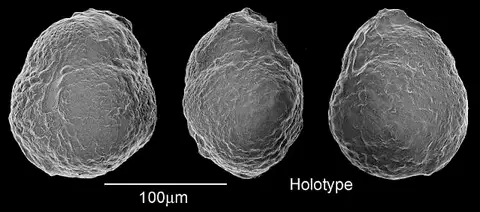 Dokumentasi USNM PR4219 dengan identifikasi pada sumber Catapsydrax parvulus. Isi dan label gambar dipertahankan.