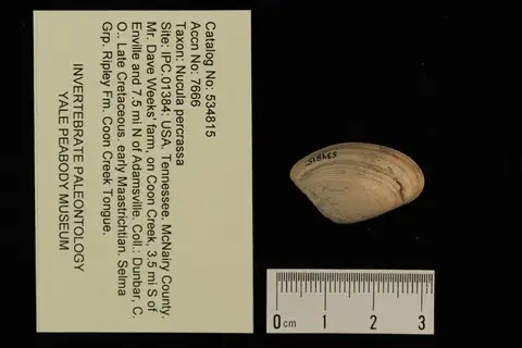 Dokumentasi YPM IP 534815 dengan identifikasi pada sumber Nucula percrassa. Isi dan label gambar dipertahankan.
