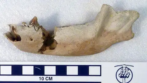 Dokumentasi USNM PAL437475 dengan identifikasi pada sumber Borophagus dudleyi. Isi dan label gambar dipertahankan.