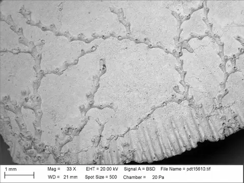 Dokumentasi PI BZ 7750 SEM 15610-25 dengan identifikasi pada sumber Zigzagopora wigleyensis. Isi dan label gambar dipertahankan.