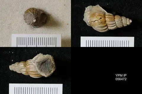 Dokumentasi YPM IP 056472 dengan identifikasi pada sumber Graciliala calcaris. Isi dan label gambar dipertahankan.