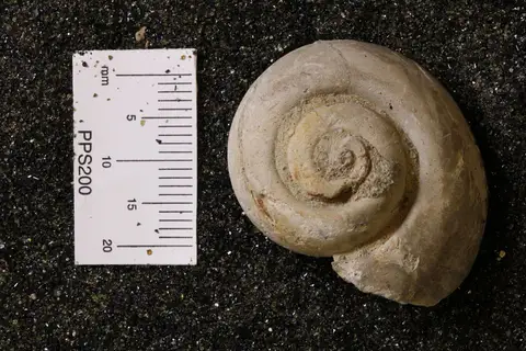 Dokumentasi YPM IP 254978 dengan identifikasi pada sumber Gyrodes abyssinus. Isi dan label gambar dipertahankan.