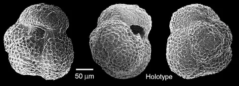 Dokumentasi USNM PAL370081 dengan identifikasi pada sumber Globigerina hornibrooki. Isi dan label gambar dipertahankan.