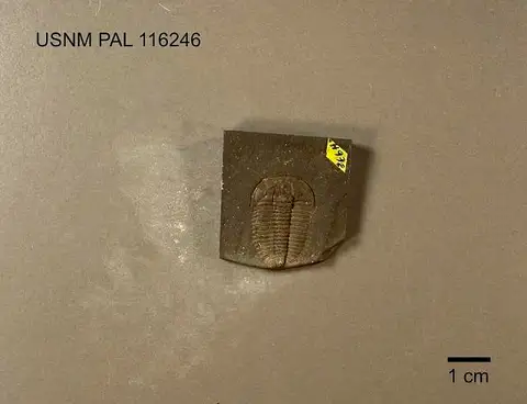 Dokumentasi USNM PAL116246 dengan identifikasi pada sumber Ehmaniella burgessensis. Isi dan label gambar dipertahankan.