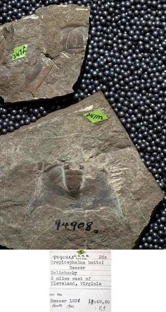 Dokumentasi USNM PAL94908A dengan identifikasi pada sumber Crepicephalus buttsi. Isi dan label gambar dipertahankan.