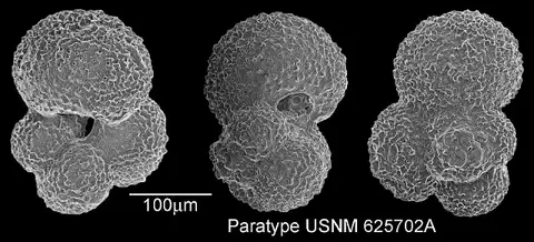 Dokumentasi USNM MO625702A dengan identifikasi pada sumber Globigerina praebulloides. Isi dan label gambar dipertahankan.