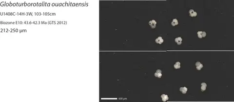 Dokumentasi YPM IP 237386 dengan identifikasi pada sumber Globoturborotalita ouachitaensis. Isi dan label gambar dipertahankan.