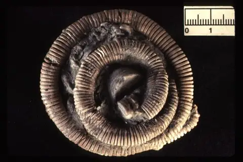Dokumentasi YPM IP 034942 dengan identifikasi pada sumber Gilbertsocrinus tuberosus. Isi dan label gambar dipertahankan.