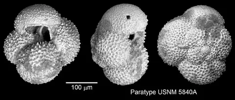 Dokumentasi USNM PR5840A dengan identifikasi pada sumber Globigerina aquiensis. Isi dan label gambar dipertahankan.