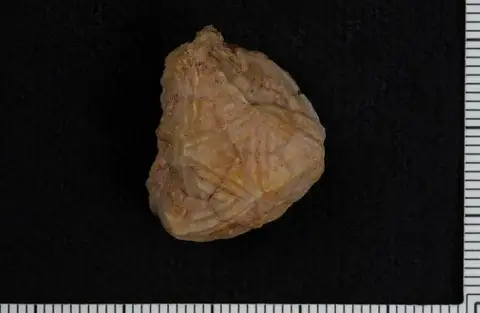 Dokumentasi USNM PAL112082 dengan identifikasi pada sumber Carabocrinus treadwelli. Isi dan label gambar dipertahankan.