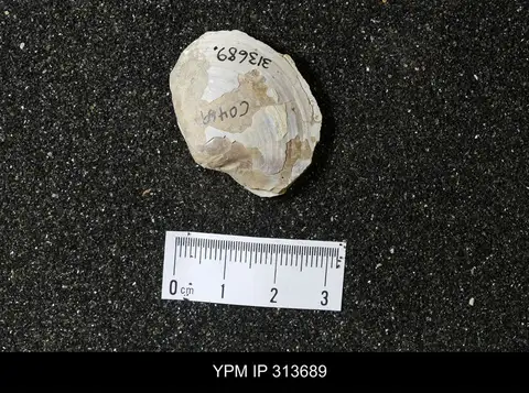 Dokumentasi YPM IP 313689 dengan identifikasi pada sumber Periploma subgracile. Isi dan label gambar dipertahankan.