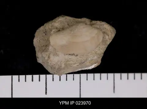 Dokumentasi YPM IP 023970 dengan identifikasi pada sumber Nuculana (Jupiteria) scitula. Isi dan label gambar dipertahankan.