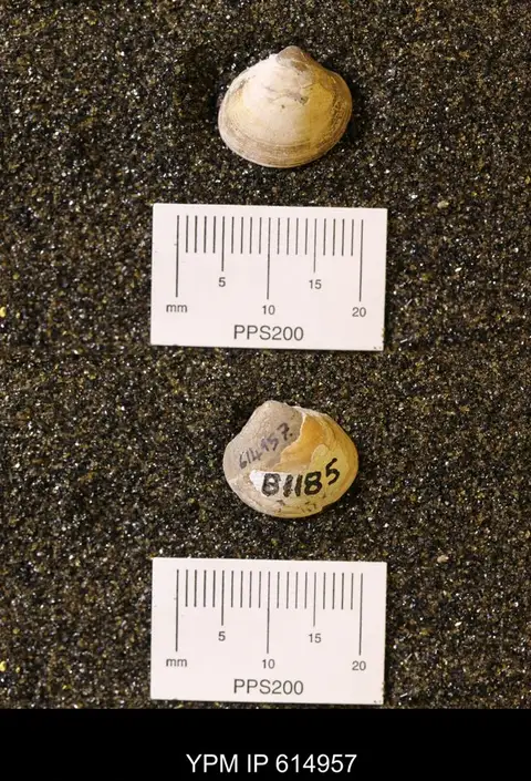 Dokumentasi YPM IP 614957 dengan identifikasi pada sumber Limopsis striatopunctatus. Isi dan label gambar dipertahankan.