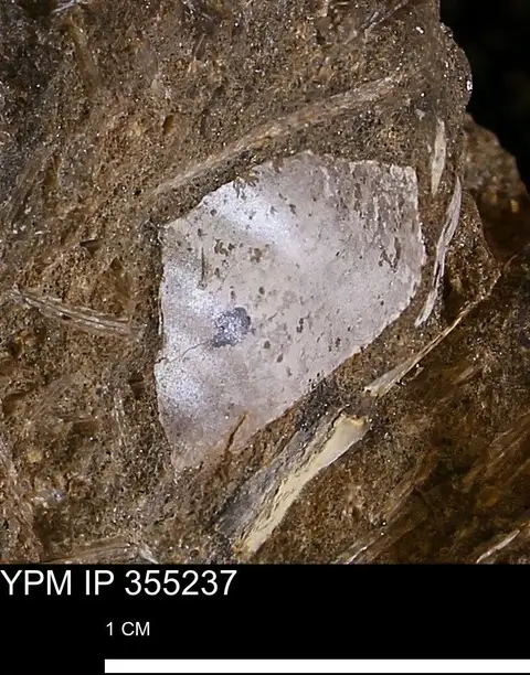 Dokumentasi YPM IP 355237 dengan identifikasi pada sumber Pseudoptera subtortuosa. Isi dan label gambar dipertahankan.