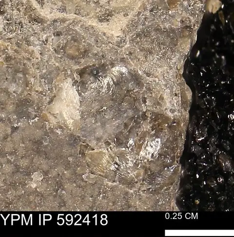 Dokumentasi YPM IP 592418 dengan identifikasi pada sumber Anomia gryphorhyncha. Isi dan label gambar dipertahankan.