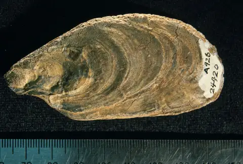 Dokumentasi YPM IP 024420 dengan identifikasi pada sumber Crassostrea subtrigonalis. Isi dan label gambar dipertahankan.