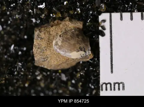 Dokumentasi YPM IP 854725 dengan identifikasi pada sumber Cuspidaria moreauensis. Isi dan label gambar dipertahankan.