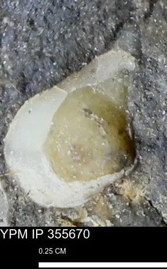 Dokumentasi YPM IP 355670 dengan identifikasi pada sumber Cuspidaria ventricosa. Isi dan label gambar dipertahankan.