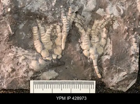 Dokumentasi YPM IP 428973 dengan identifikasi pada sumber Cupulocrinus jewetti. Isi dan label gambar dipertahankan.