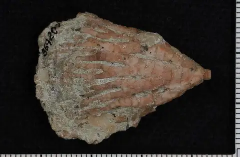 Dokumentasi USNM PAL369287 dengan identifikasi pada sumber Clidochirus springeri. Isi dan label gambar dipertahankan.