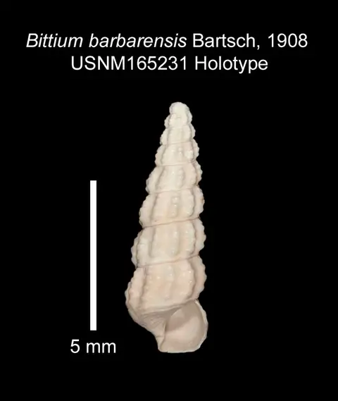 Dokumentasi USNM MO165231 dengan identifikasi pada sumber Bittium barbarensis. Isi dan label gambar dipertahankan.