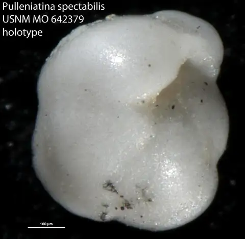 Dokumentasi USNM MO642379 dengan identifikasi pada sumber Pulleniatina spectabilis. Isi dan label gambar dipertahankan.