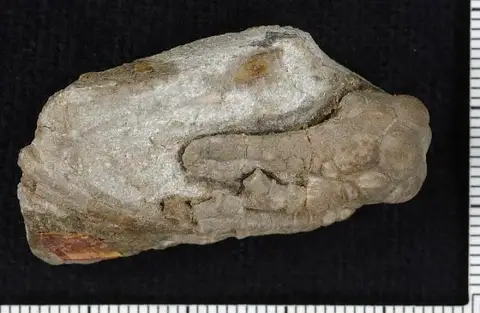 Dokumentasi USNM S2479 dengan identifikasi pada sumber Cyathocrinites iowensis. Isi dan label gambar dipertahankan.