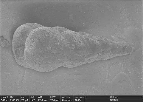 Dokumentasi USNM MO688751 dengan identifikasi pada sumber Streptochilus latum. Isi dan label gambar dipertahankan.