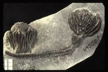 Dokumentasi YPM IP 006450.E dengan identifikasi pada sumber Cyathocrinites multibrachiatus. Isi dan label gambar dipertahankan.