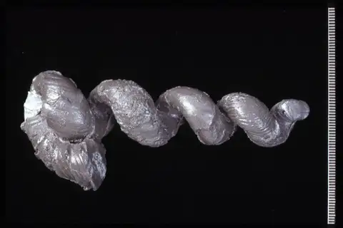 Dokumentasi YPM IP 036844 dengan identifikasi pada sumber Hyphantoceras orientale. Isi dan label gambar dipertahankan.