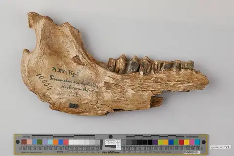 Dokumentasi USNM V797 dengan identifikasi pada sumber Procamelus occidentalis. Isi dan label gambar dipertahankan.