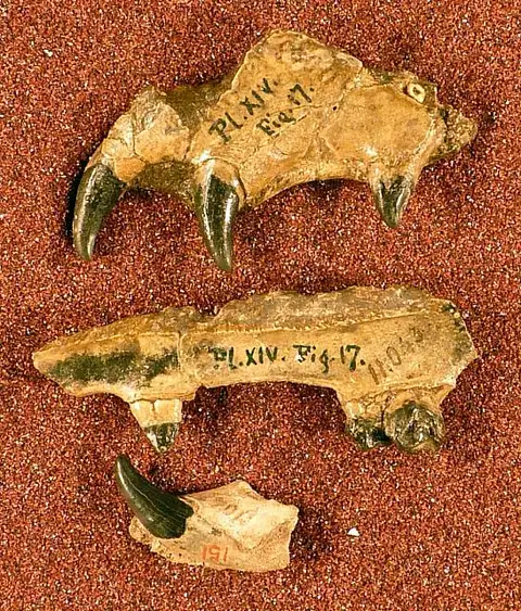 Dokumentasi USNM V151 dengan identifikasi pada sumber Homocamelus caninus. Isi dan label gambar dipertahankan.