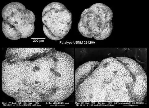Dokumentasi USNM CC23429 dengan identifikasi pada sumber Catapsydrax dissimilis. Isi dan label gambar dipertahankan.