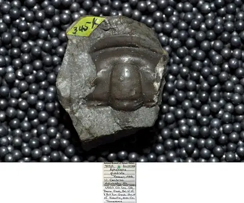 Dokumentasi USNM PAL94924 dengan identifikasi pada sumber Aphelaspis quadrata. Isi dan label gambar dipertahankan.