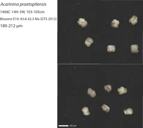 Dokumentasi YPM IP 237361 dengan identifikasi pada sumber Acarinina praetopilensis. Isi dan label gambar dipertahankan.