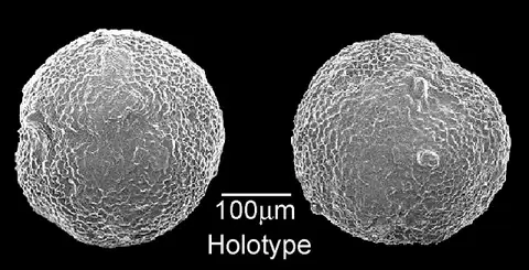 Dokumentasi USNM CC4334 dengan identifikasi pada sumber Globigerina mexicana. Isi dan label gambar dipertahankan.