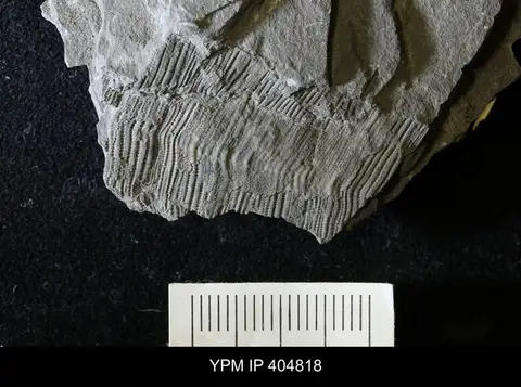 Dokumentasi YPM IP 404818 dengan identifikasi pada sumber Conularia niagarensis. Isi dan label gambar dipertahankan.